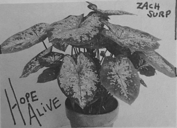 Zach Surp Hope Alive Music CD