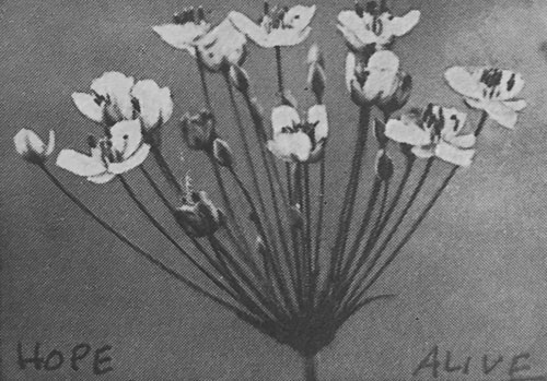 Flowers symmetrical Zach Surp Hope Alive Music Art Album 2024