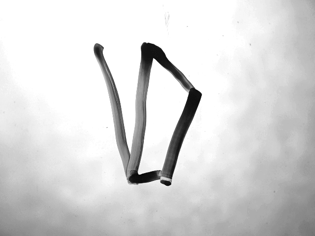 The Art of Canoeing - Adirondack Paddling Instruction and Guiding with Zach Surp Animated Gif