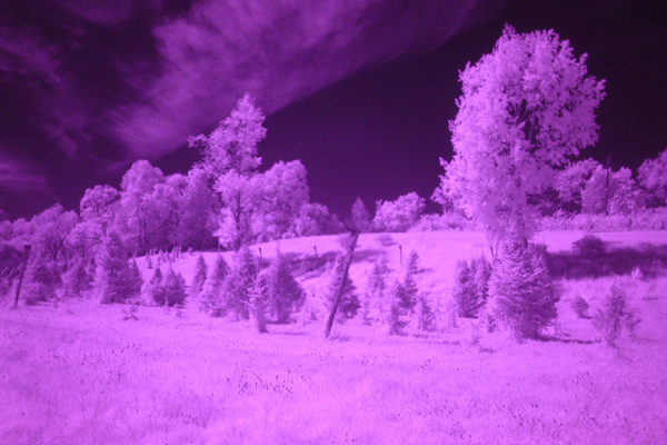 Upstate New York Orchard 1 by zach surp