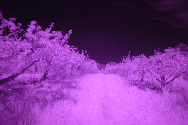 Infrared Orchard by zach surp