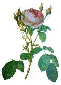 Happy Birthday Songs for Leslie Albarran by Zach Surp - acoustic guitar happy birthday rnb sultry modern version